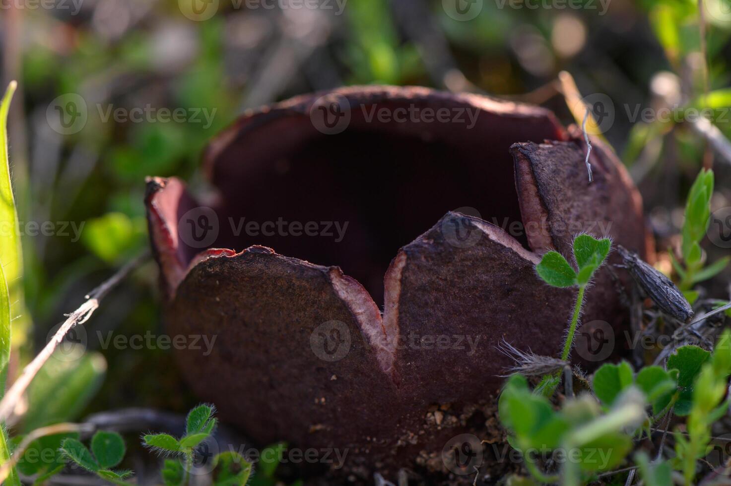 Curious fungus emerges from the earth in a lush green meadow during springtime photo