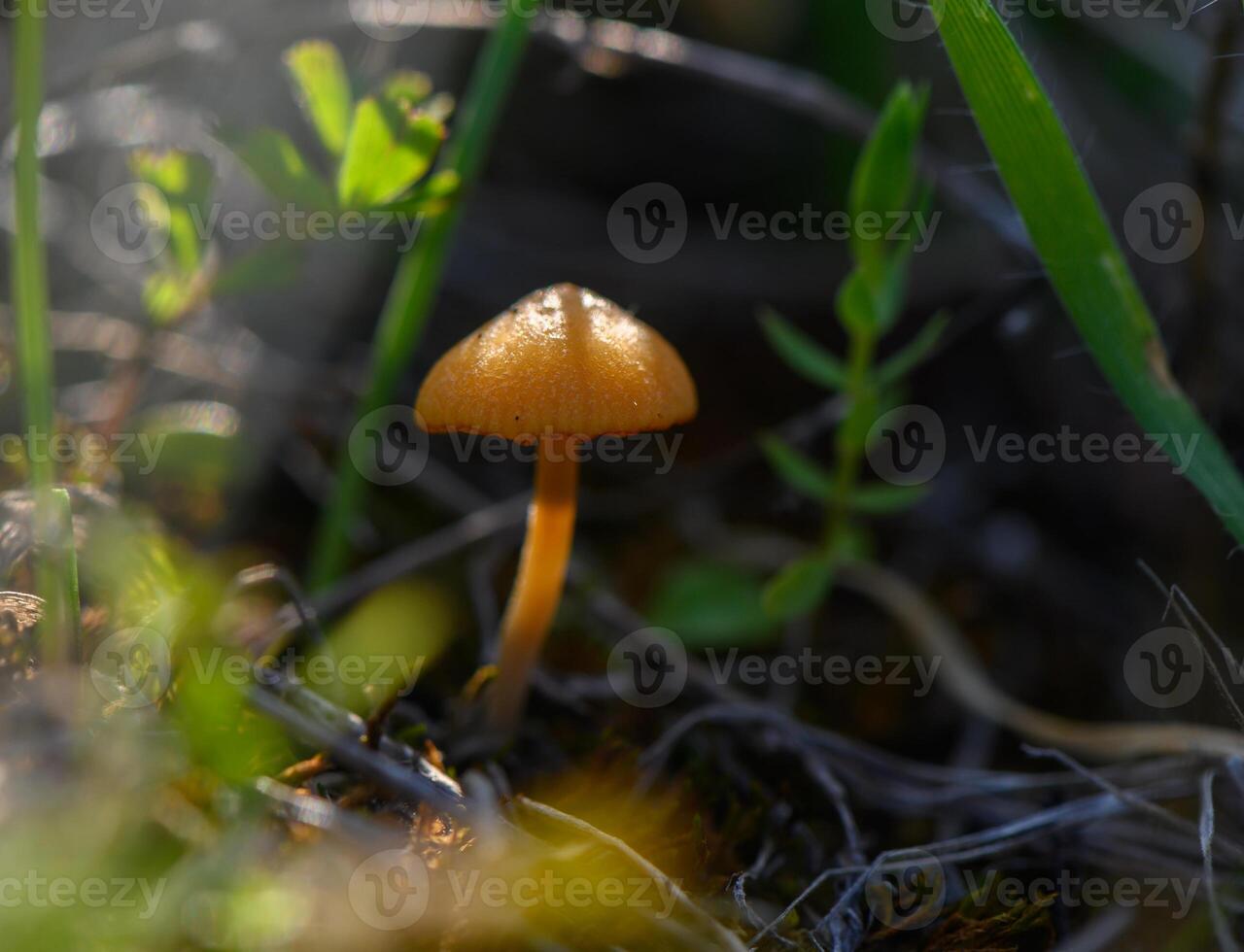 Delicate orange mushroom rises among lush greenery in a tranquil forest setting photo
