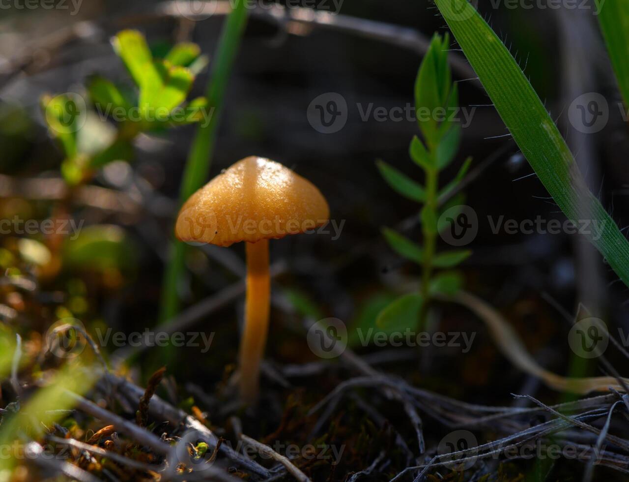 Tiny golden mushroom emerges from the forest floor amidst greenery during late photo