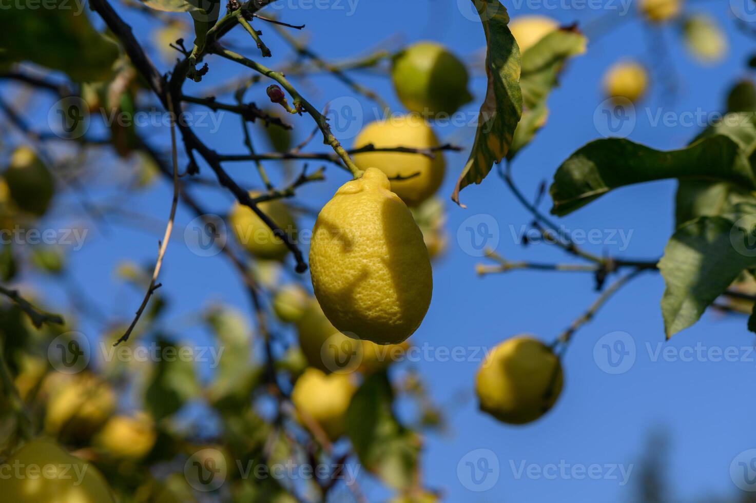 Bright lemons hang from branches under a clear blue sky in a sunlit orchard photo