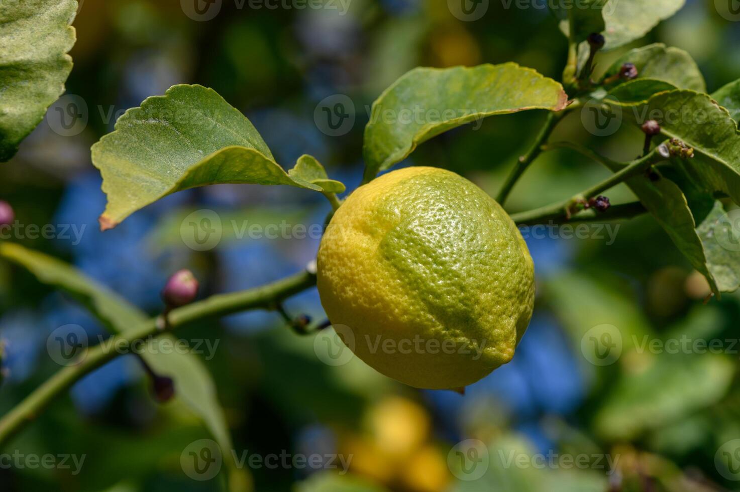 Lemon fruit ripening on a branch against a vibrant green backdrop in the warm afternoon light photo
