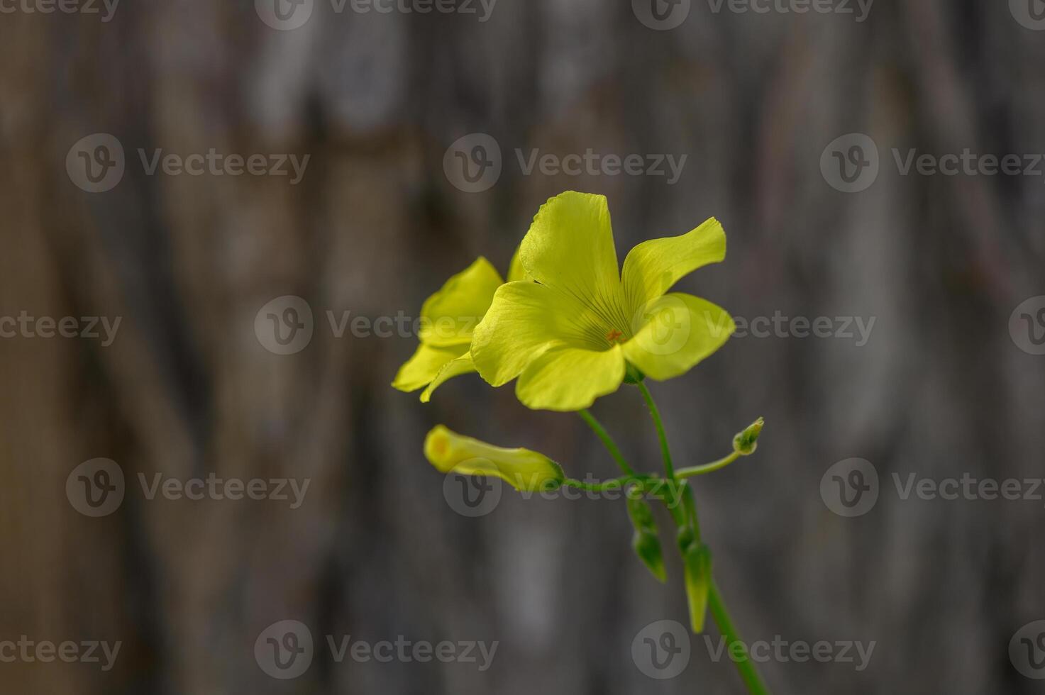 Bright yellow flowers bloom delicately against a rustic wooden backdrop in a serene garden setting photo