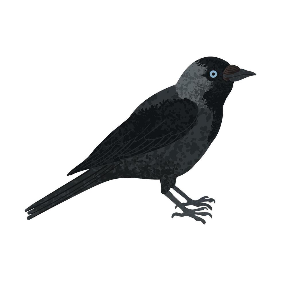 Colorful Illustration of Bird Jackdaw Isolated on White Background vector