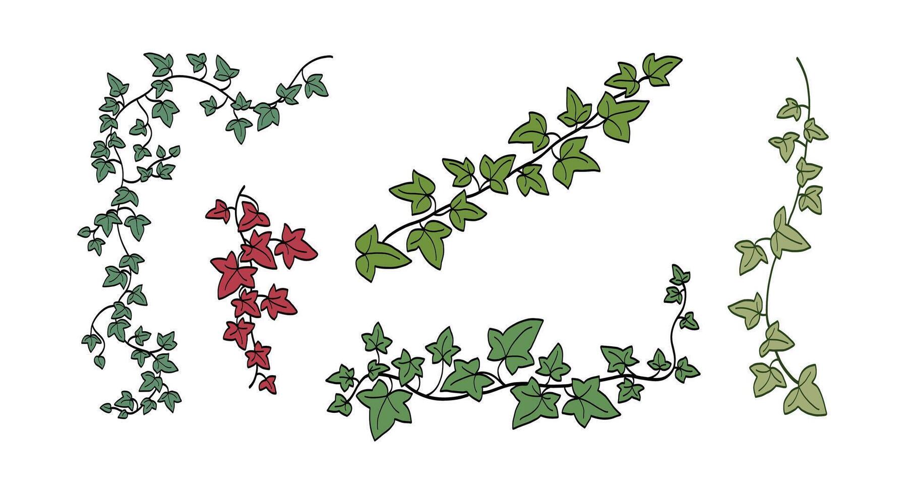 Floral ivy drawing decorative ornament flat design collection art vector
