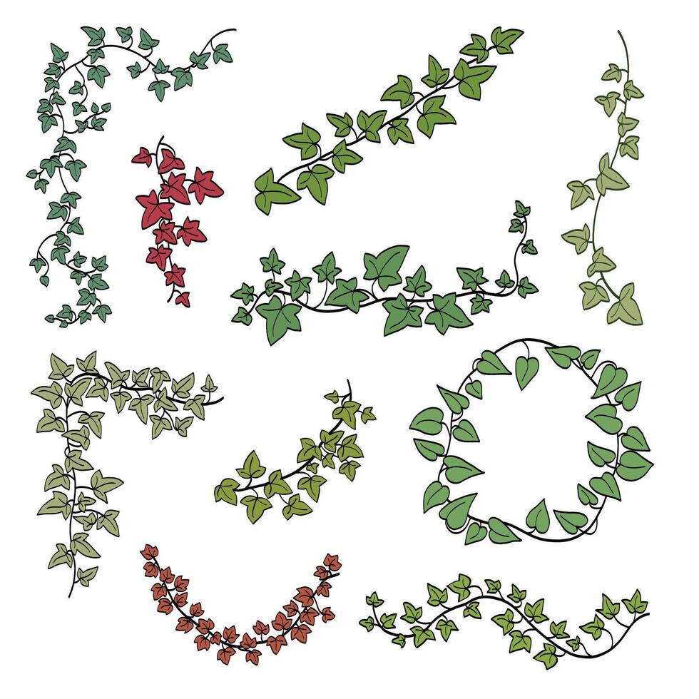 Floral ivy drawing decorative ornament flat design collection vector