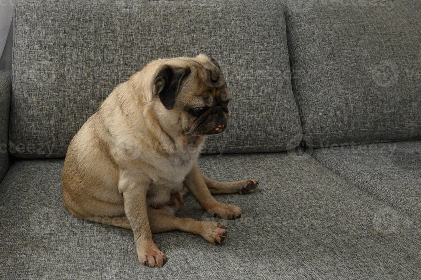 A lonely pug sits on a grey couch, gazing thoughtfully out of the window in early afternoon light. photo