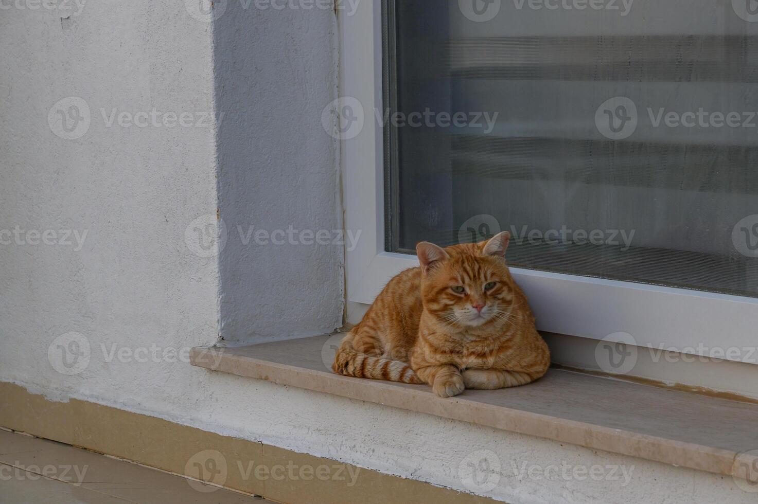 Sunlit window perch where a relaxed ginger cat enjoys a peaceful afternoon photo