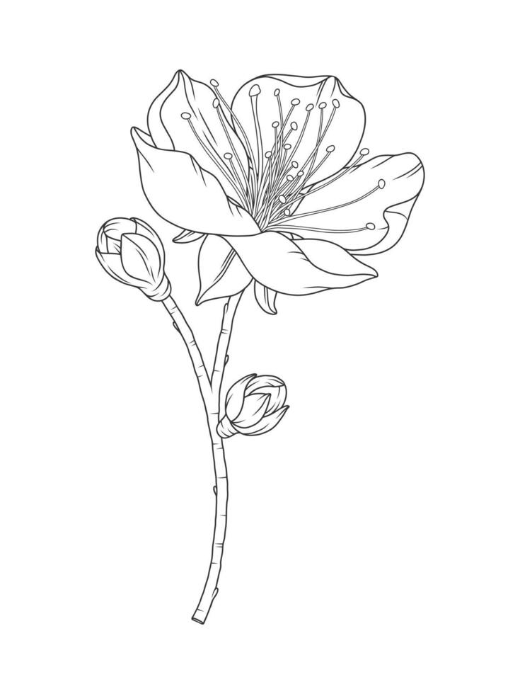 Apricot beautiful branch with blossoms and buds in graceful thin line. Japanese spring sakura flowers, contour. Hand drawn sketch of cherry, plum, or peach blossom vector