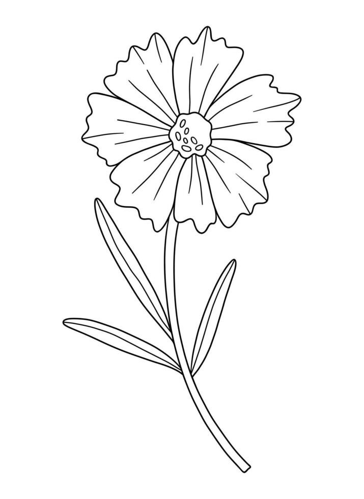 Wildflower in line art style. Detailed floral blooming wild plant coreopsis, meadow flower, contour. Botanical element for design projects, ink outline. vector