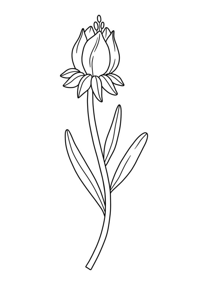 Closed wildflower bud, line art style. Blooming wild plant coreopsis, meadow flower, contour. Detailed floral botanical elements for design projects, ink outline. vector