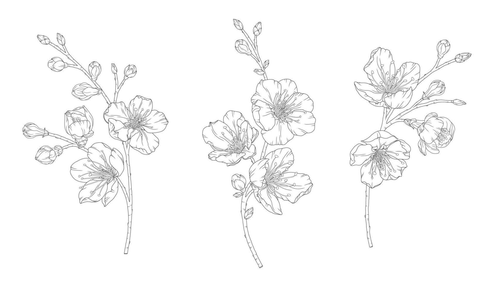 Apricot blossoms, set of beautiful branches in graceful thin line. Japanese sakura flowers outline. Hand drawn sketch of cherry blossom branch vector
