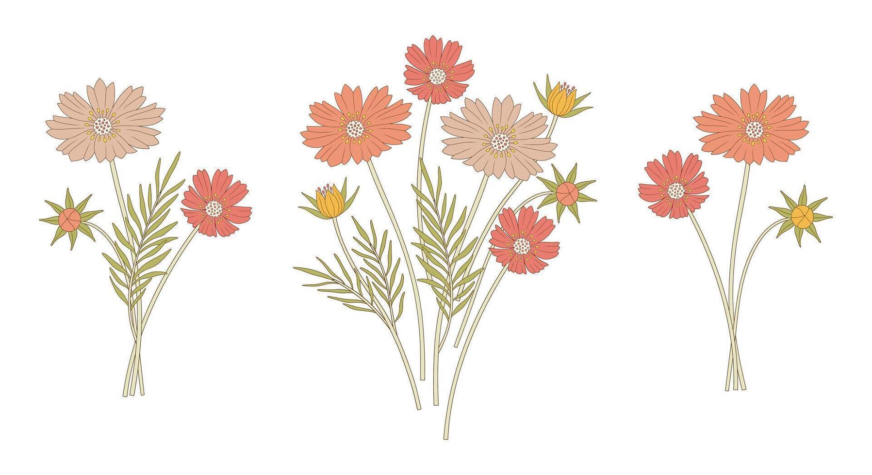 Set of bright cosmea bouquets. Bunches of blooming wildflowers with leaves, perennial wild plants. Botanical hand drawn elements for design projects vector