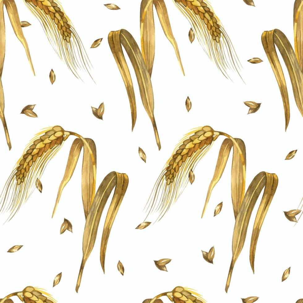 Wheat ears, seamless watercolor pattern of wheat ears, all objects are hand-drawn with watercolor and isolated on a white background. Seamless watercolor pattern. For printing on fabric, paper vector