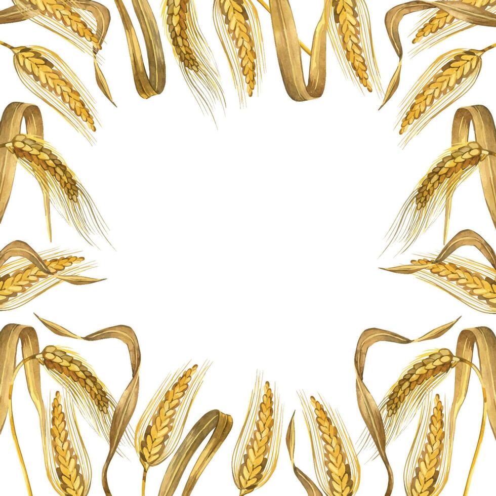 Square frame of wheat ears and yellow wheat leaves. All objects are hand-drawn with watercolors and isolated on a white background. Suitable for printing on food packaging, fabric vector