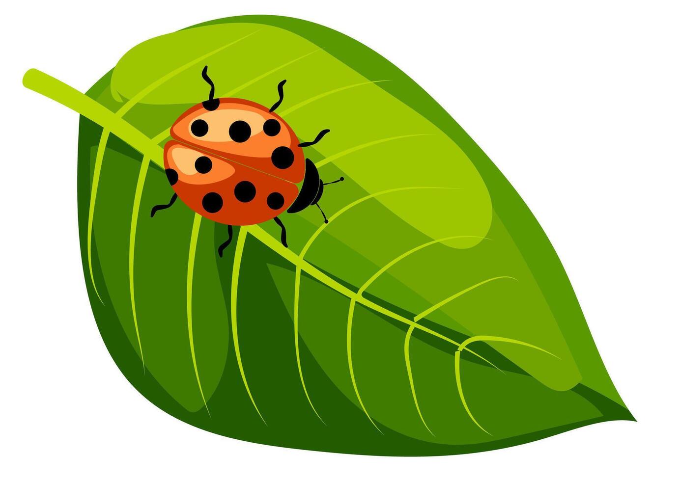 Ladybug on a leaf vector