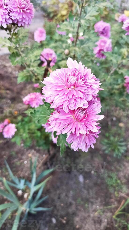 Beautiful pink chrysanthemums blooming photo