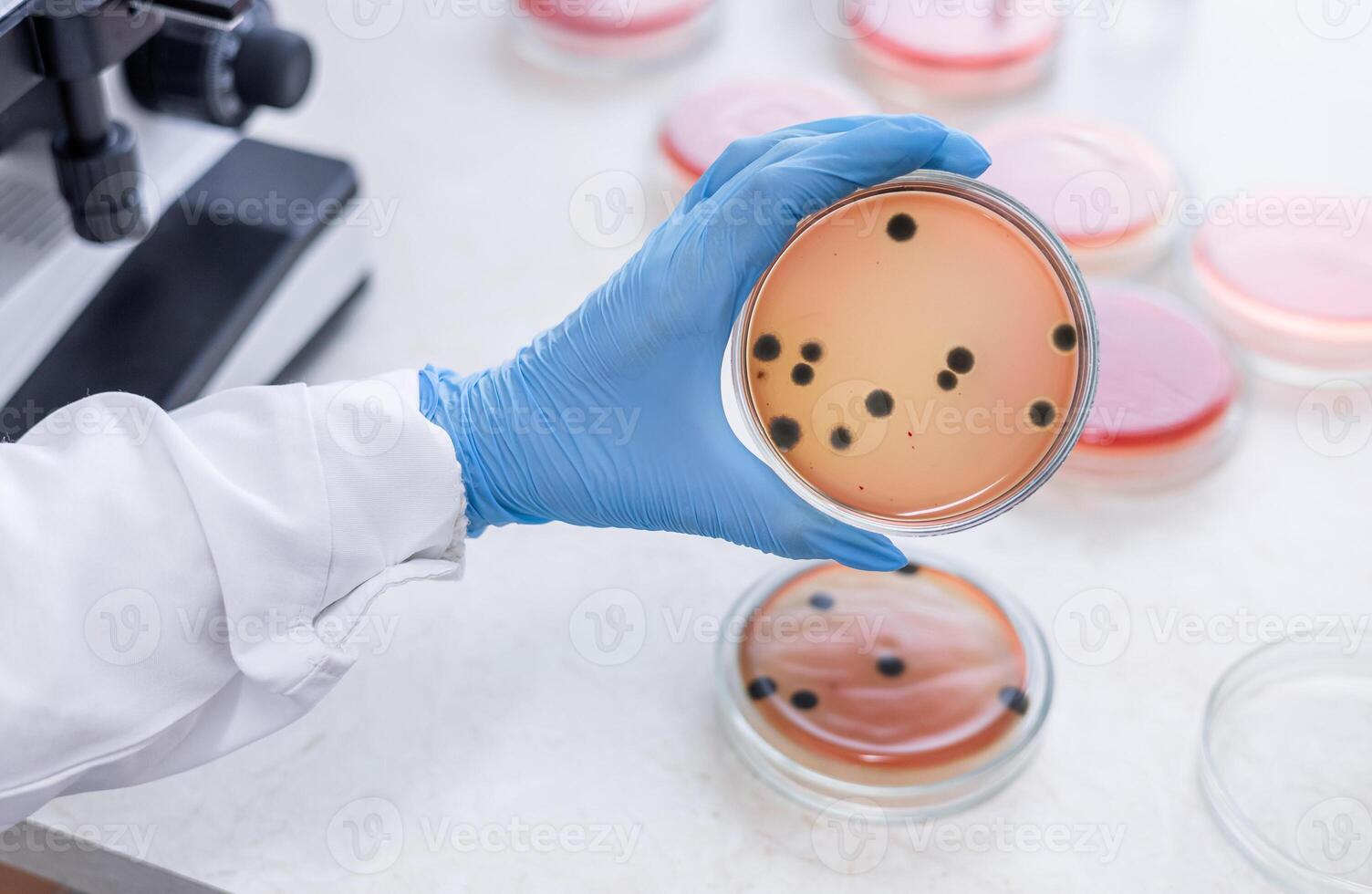 A person in a lab coat holding a plate with bacteria photo