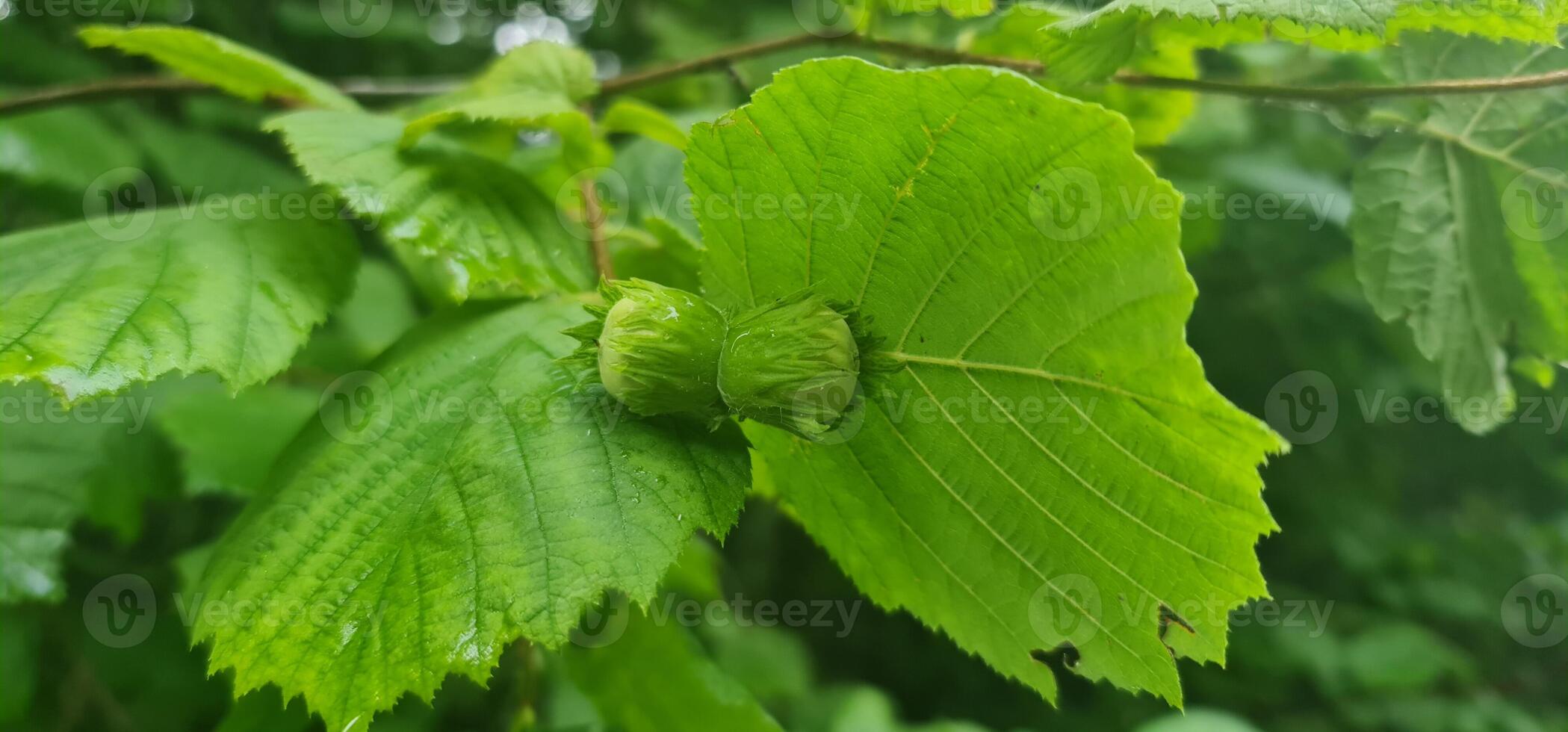 A few green nuts on green tree photo