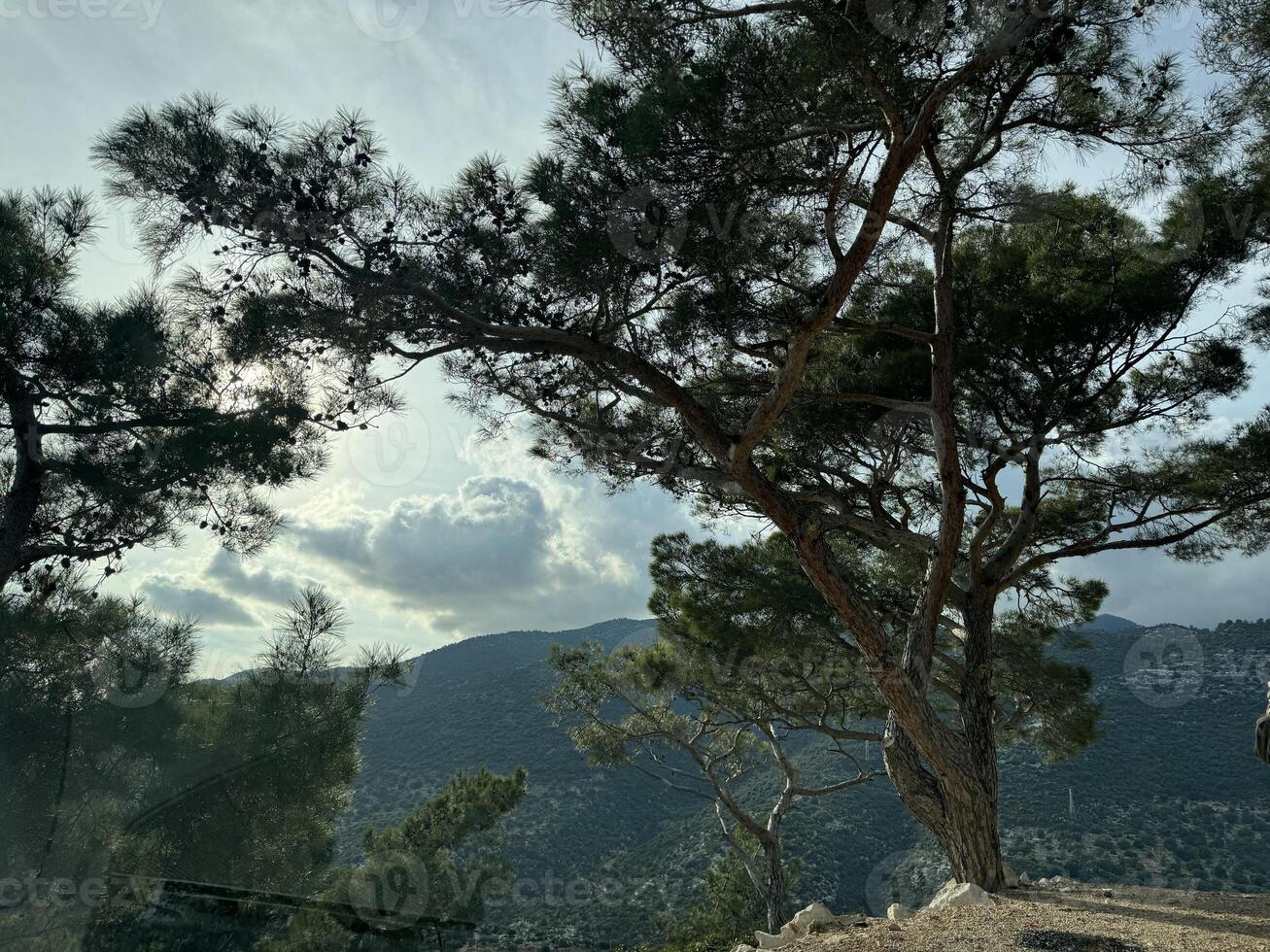 Scenic view of lush green trees against a mountainous backdrop in daytime photo