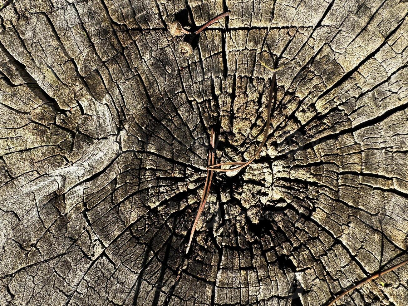 Close-up view of a weathered tree stump showcasing natural textures and patterns photo