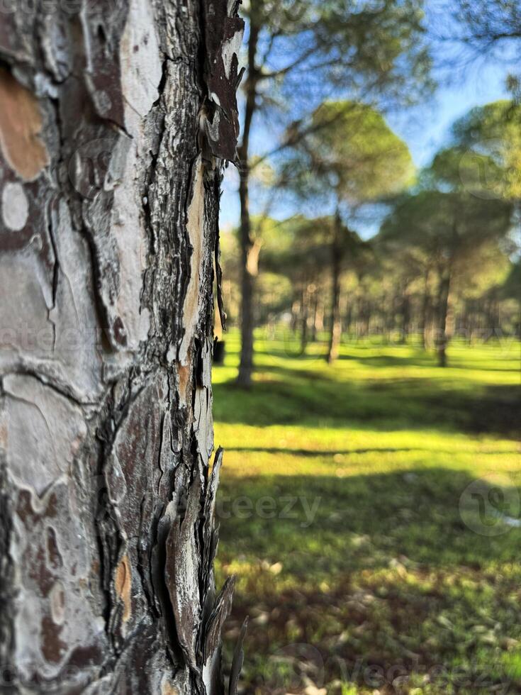 Pine tree bark in focus with lush green forest background under clear blue sky photo