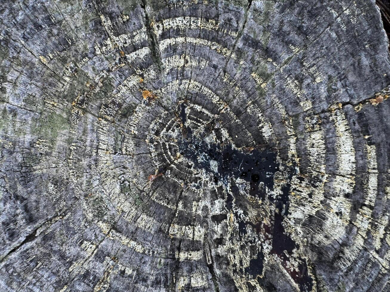 Close-up view of a tree stump showcasing detailed growth rings and textures photo