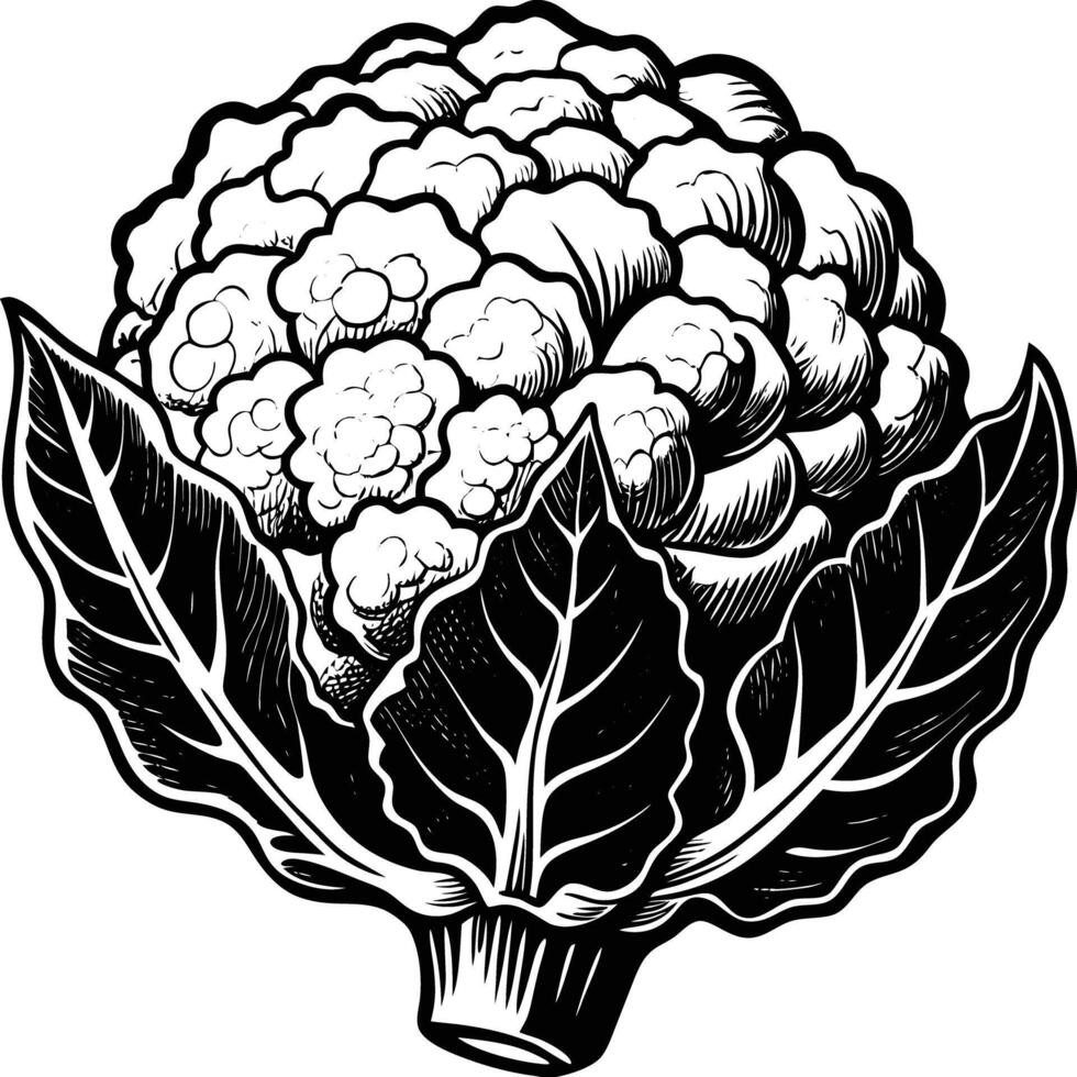 Cauliflower lineart drawing vector