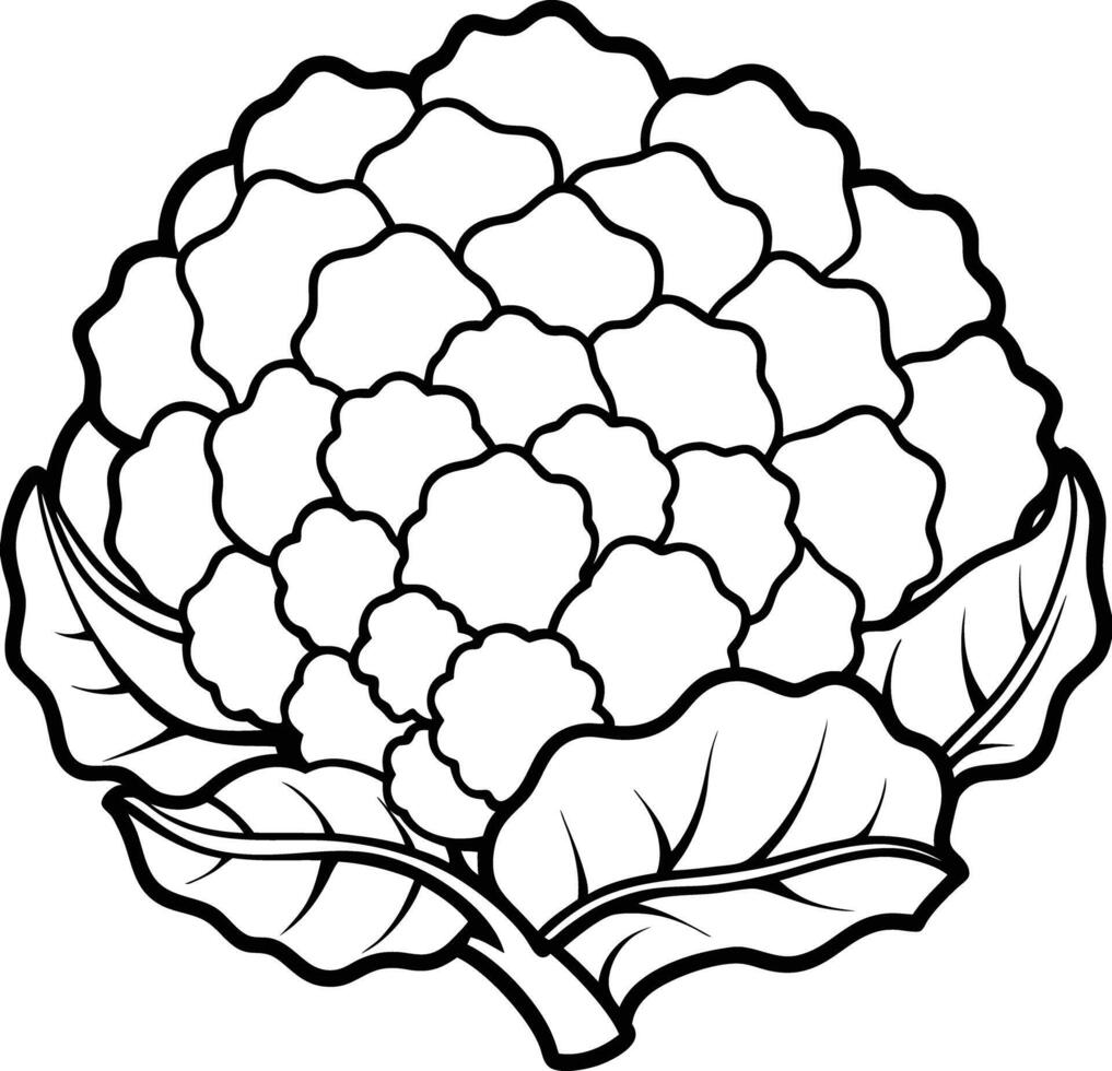 A black and white drawing of a cauliflower vector
