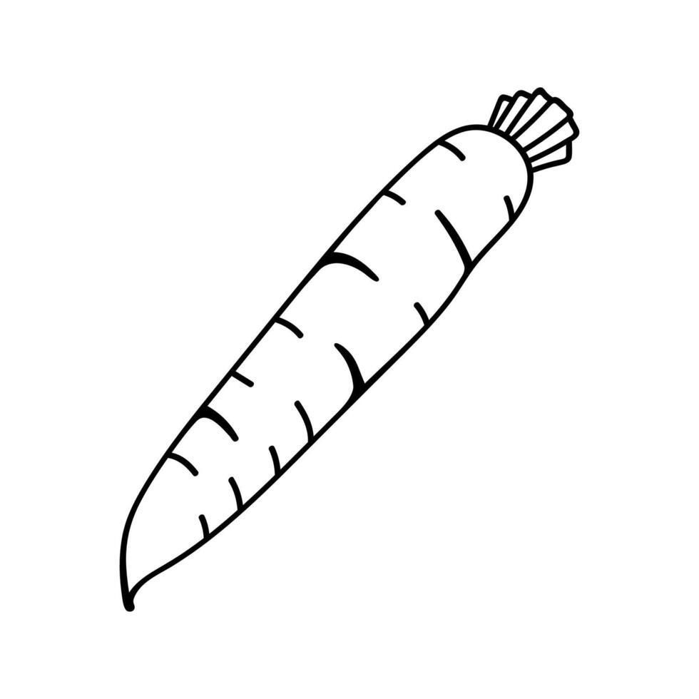 Doodle illustration of long carrot. Hand drawn garden vegetables for healthy menu vector