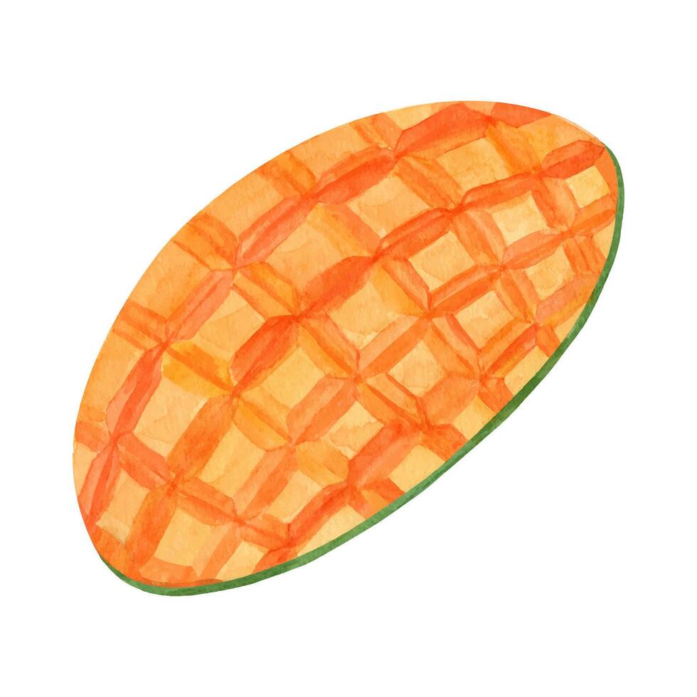 Watercolor cross section slice mango Illustration. Hand drawn cutting exotic fruit vector