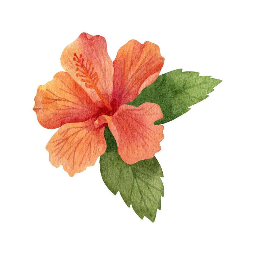 Watercolor illustration of hibiscus flower with leaves. Hand drawn tropical flora vector