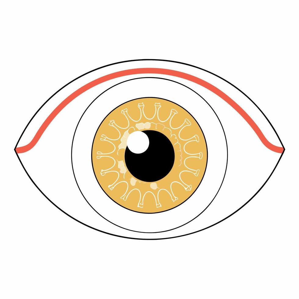 Inflammatory Conjunctivitis Eye Medical Illustration Detailed Anatomy . vector