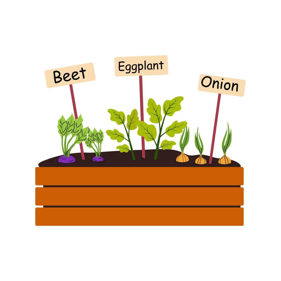 Vegetable garden with beet, eggplant, and onion in a wooden raised bed vector