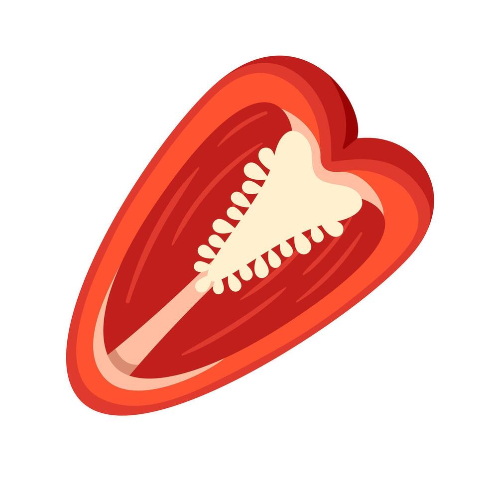 Red bell pepper isolated on white background vector
