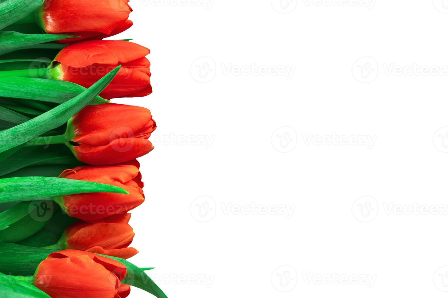 Close up of isolated fresh red tulips with green leaves on white background with copy space photo