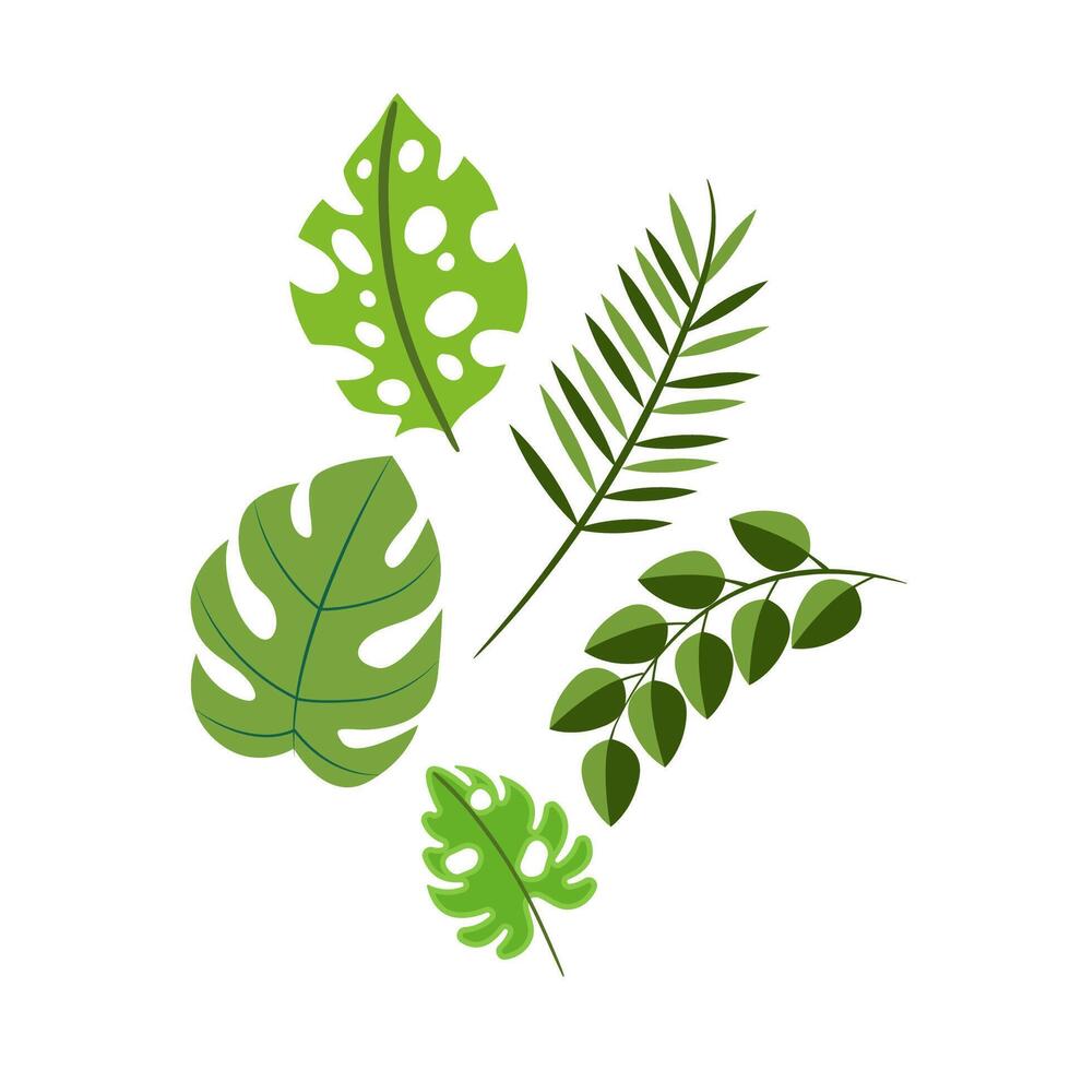 Tropical different type exotic leaves set. Moringa, Monstera and palm leaves. illustration vector