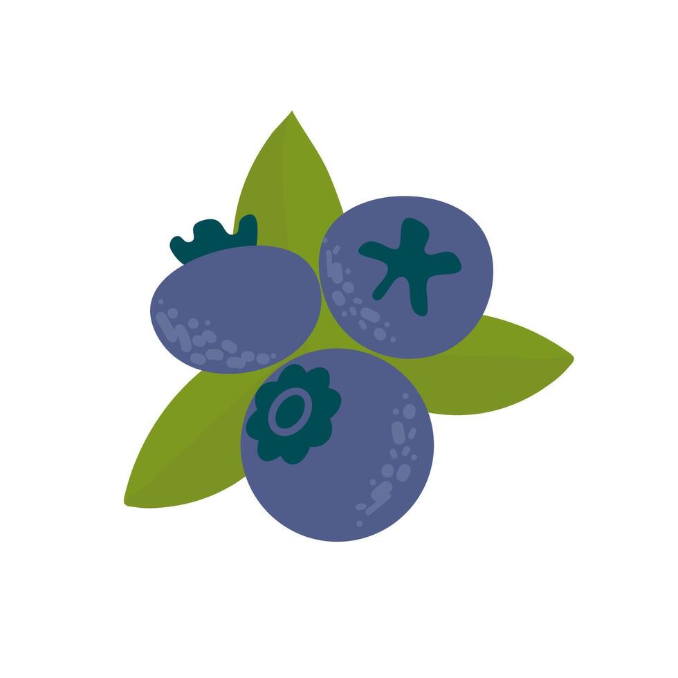 Blueberry collection. blueberry with green leaf. Flat illustration. vector