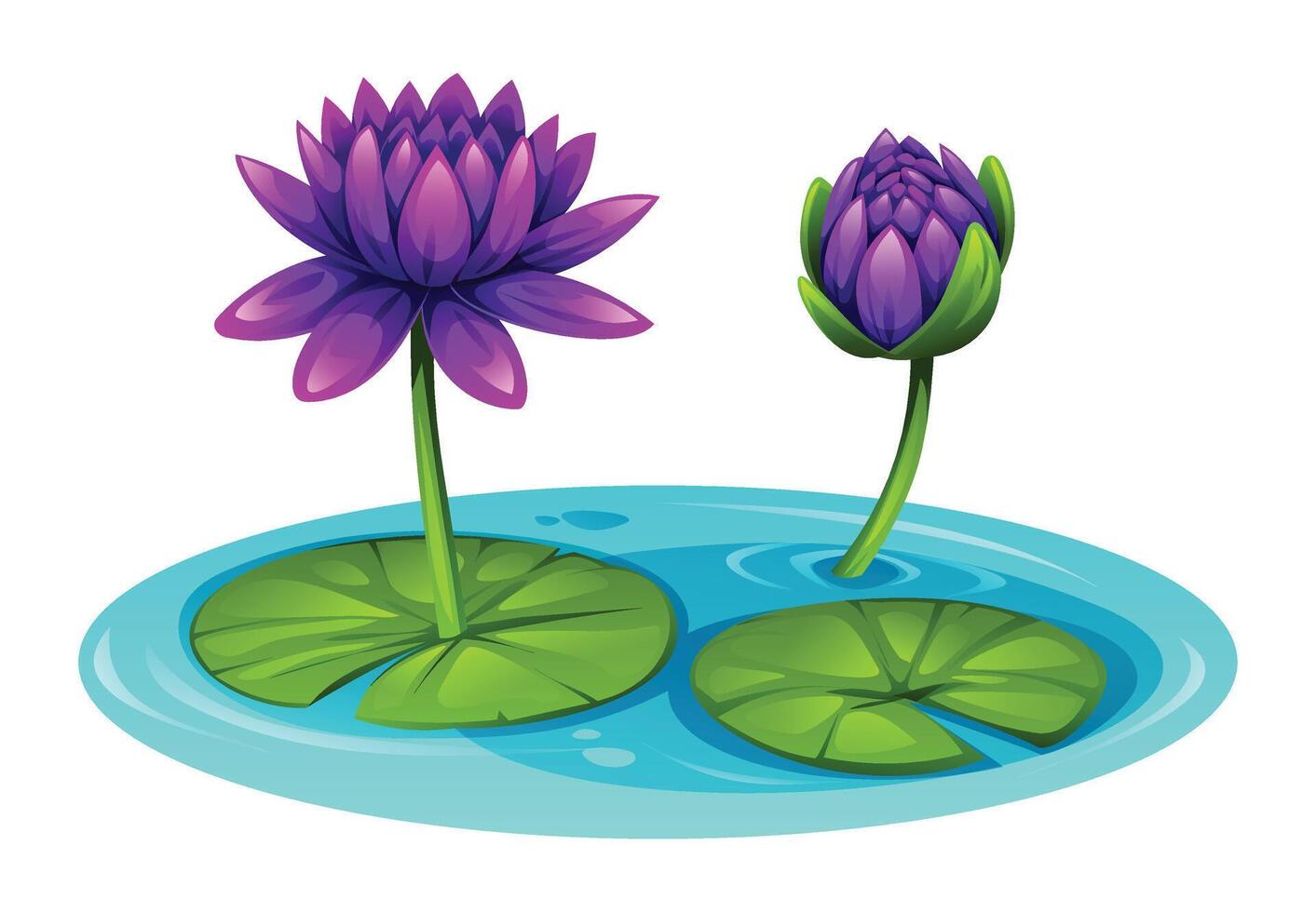 Purple water lily flowers blooming on water, surrounded by lily pads, in a pond. Cartoon illustration vector