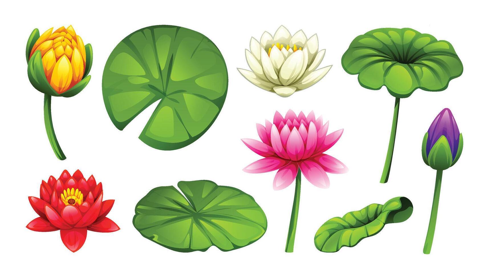 Set of various colored water lilies in different blooming stages, with leaves. Cartoon illustration vector