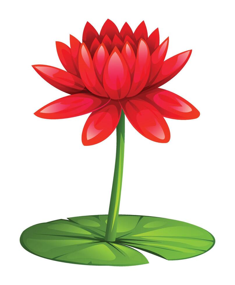 Blooming red water lily flower on lily pad. Cartoon illustration isolated on white background vector
