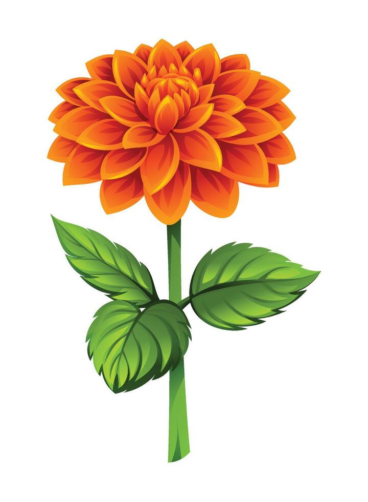Beautiful orange dahlia flower with leaves. Cartoon illustration vector