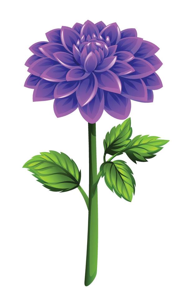 Beautiful purple dahlia flower with leaves. Cartoon illustration vector