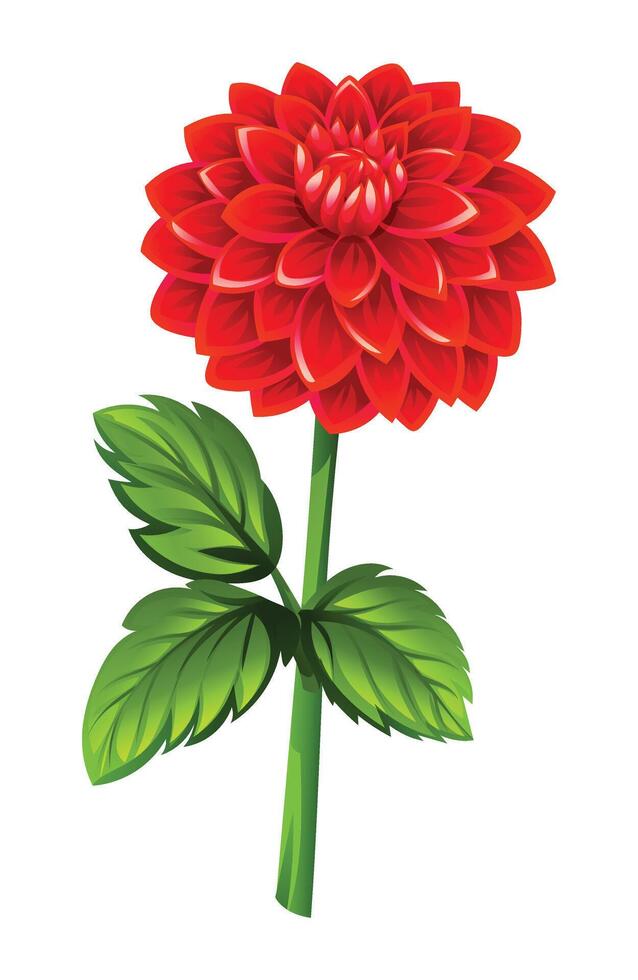 Blooming red dahlia flower with leaves illustration vector