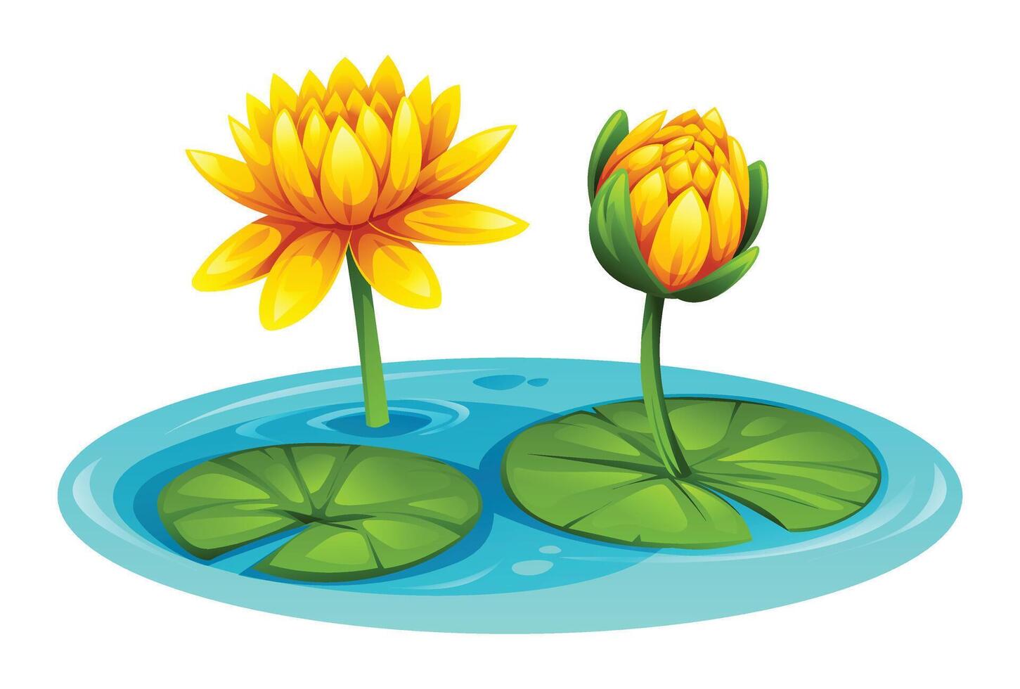 Yellow water lily flowers blooming on water, surrounded by lily pads, in a pond. Cartoon illustration vector