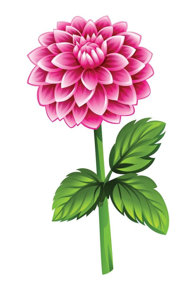 Beautiful pink dahlia flower with leaves. Cartoon illustration vector