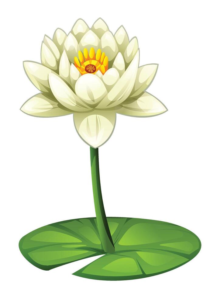 Blooming white water lily flower on lily pad. Cartoon illustration isolated on white background vector