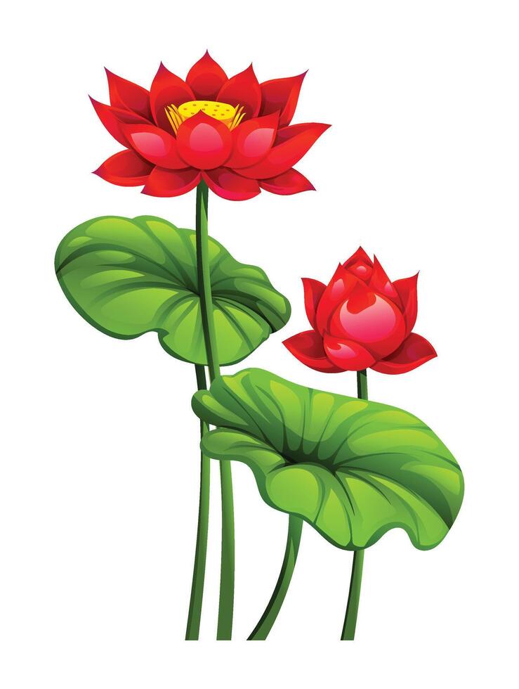 Red lotus flowers, one fully blooming and the other as a bud, surrounded by leaves. Cartoon illustration vector