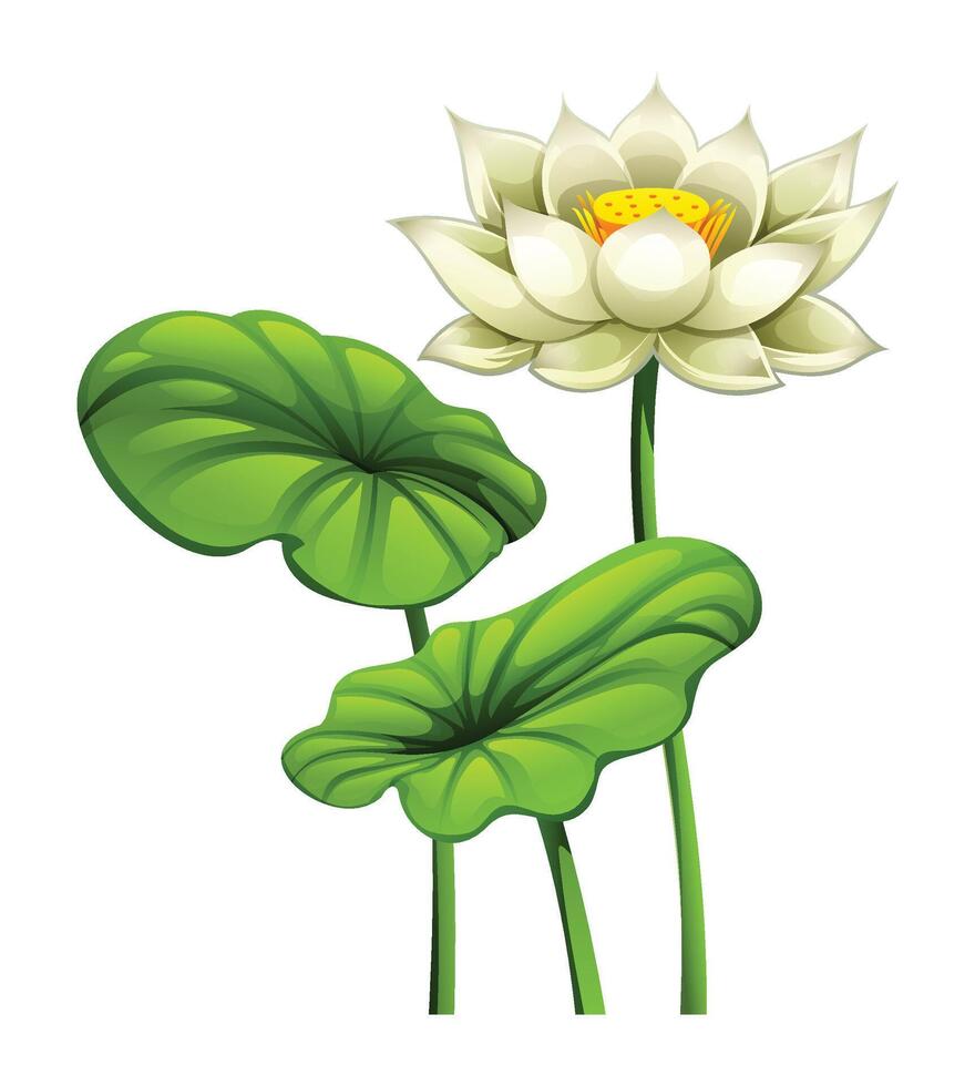Blooming white lotus flower with lotus pads. Cartoon illustration vector