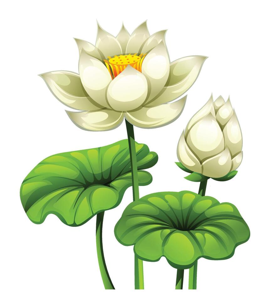 Beautiful white lotus flowers, one fully blooming and the other as a bud, surrounded by leaves. Cartoon illustration vector