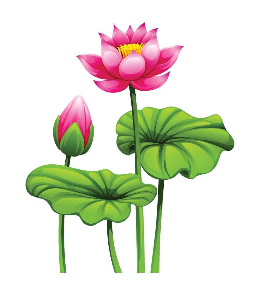 Pink lotus flowers with lotus pads, accompanied by a budding flower. Cartoon illustration vector